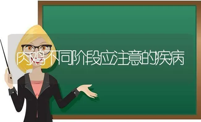 肉鸡不同阶段应注意的疾病 | 家禽养殖