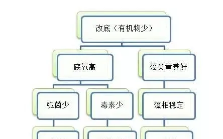 南美白对虾养殖技术主线之改底