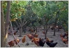生态鸡养殖前景好 | 动物饲养方法