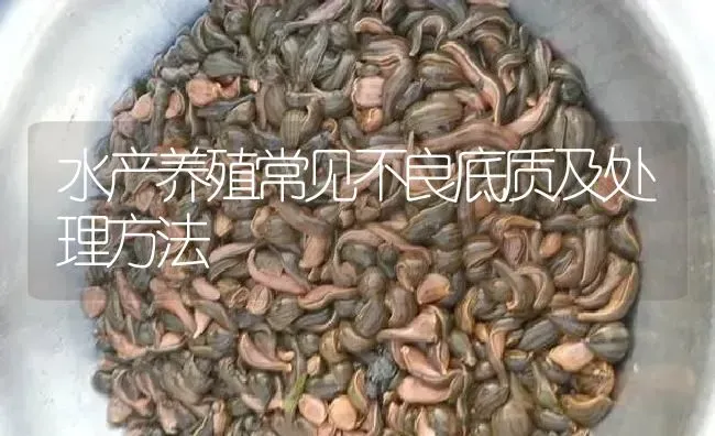 水产养殖常见不良底质及处理方法 | 特种养殖