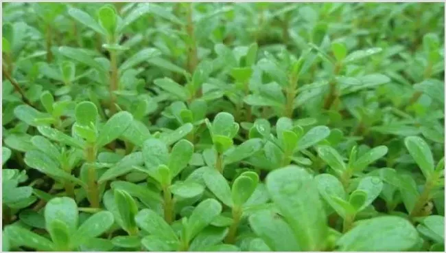 养猪常用的中草药 | 农业养殖科普