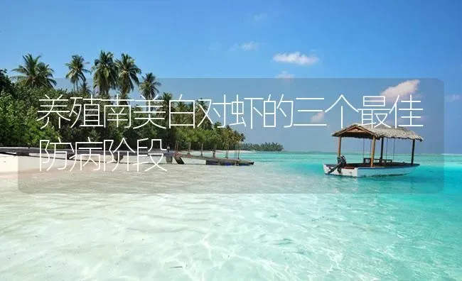养殖南美白对虾的三个最佳防病阶段 | 海水养殖
