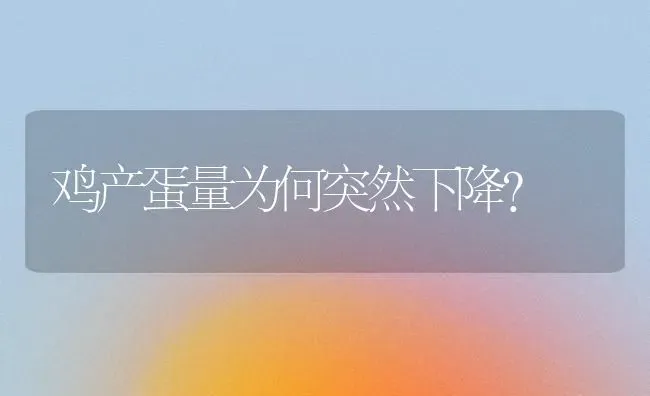 鸡产蛋量为何突然下降？ | 家禽养殖