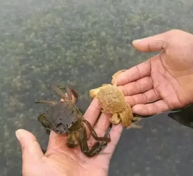 河蟹四壳成功的重要性！如何让河蟹顺利脱四壳？