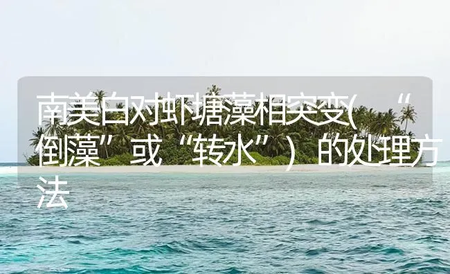 南美白对虾塘藻相突变(“倒藻”或“转水”)的处理方法 | 海水养殖