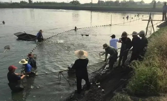 广东养殖户学学，浙江湖州菱湖黄颡鱼养殖户是这样拉网抓鱼的