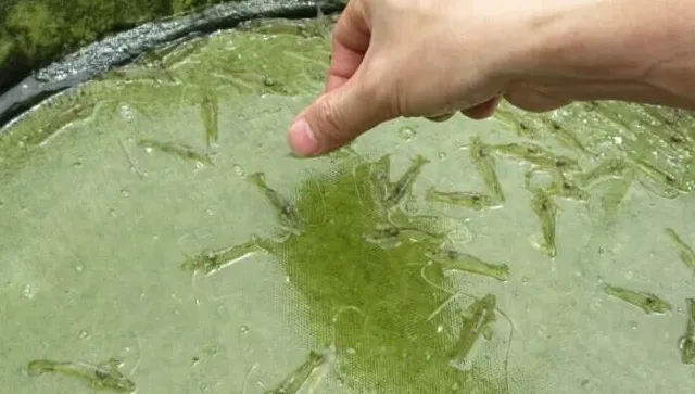 藻类大量死亡引发的南美白对虾应激偷死