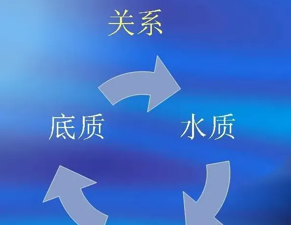 这样养桂花鱼，不发财才怪：看看高手是怎么养桂花鱼的