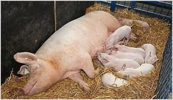 母猪奶水不够怎么办？这七招要点可以提升奶水质量！ | 农业养殖科普