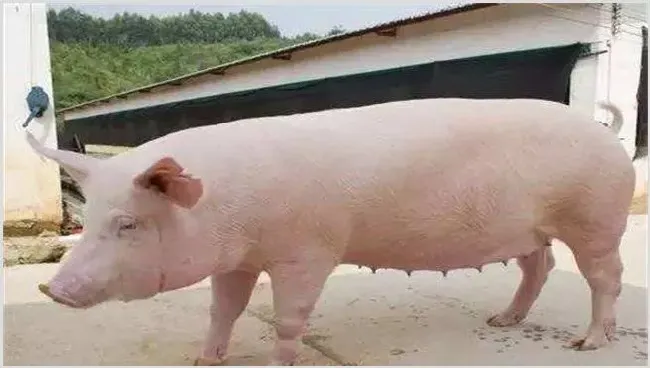 后备母猪饲养管理方法 | 农业养殖科普