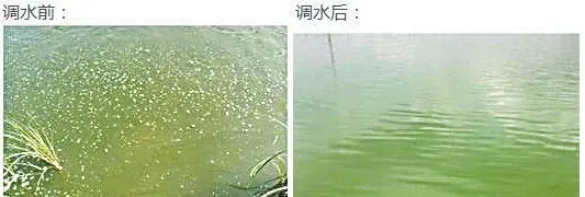 水产养殖户如何做好水体的藻菌调控工作