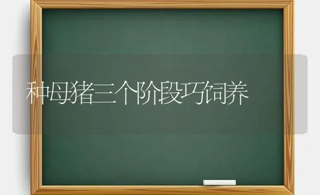 种母猪三个阶段巧饲养 | 家畜养殖