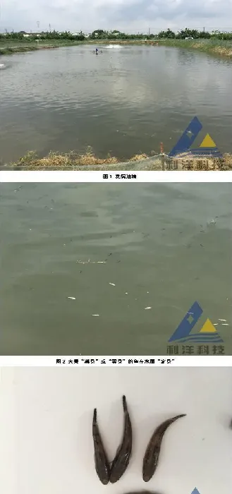 笋壳鱼鱼苗神经坏死病毒病大量死亡