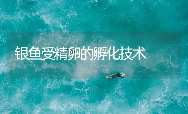 银鱼受精卵的孵化技术 | 淡水养殖