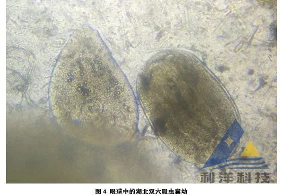 双穴吸虫囊蚴和败血症引起白鲢眼球浑浊发白、死亡一例