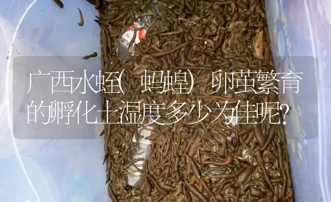 广西水蛭(蚂蝗)卵茧繁育的孵化土湿度多少为佳呢？ | 特种养殖