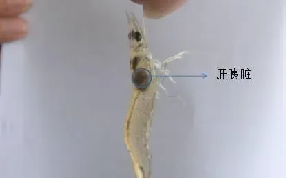 有关于南美白对虾肝胰脏的最新详解