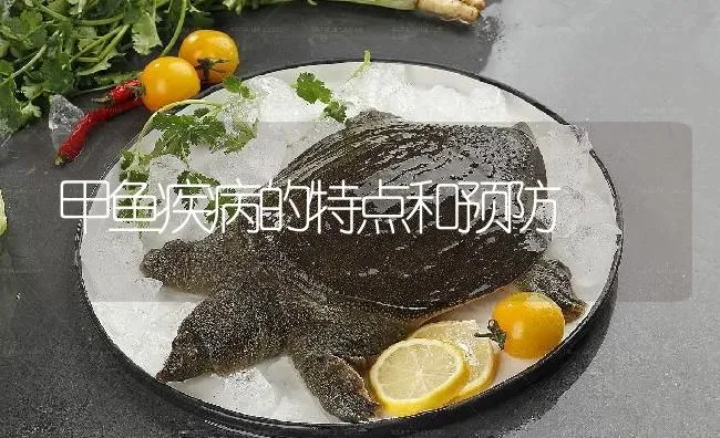 甲鱼疾病的特点和预防 | 淡水养殖