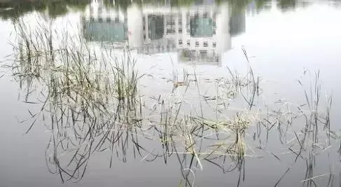 水产养殖户如何防止水草老化死亡