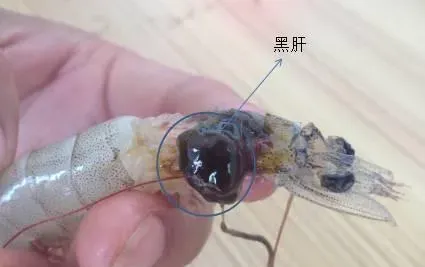有关于南美白对虾肝胰脏的最新详解