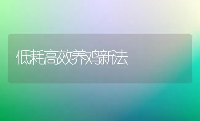 低耗高效养鸡新法 | 家禽养殖