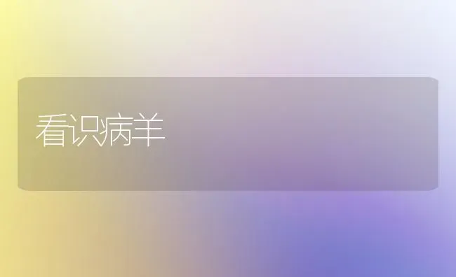 看识病羊 | 家畜养殖