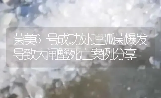 菌美6号成功处理弧菌爆发导致大闸蟹死亡案例分享 | 淡水养殖