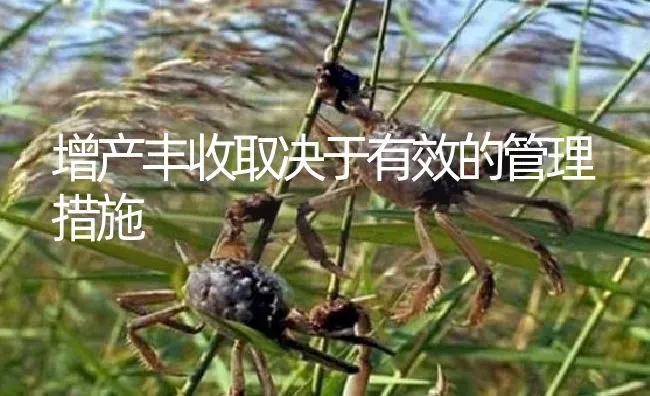 增产丰收取决于有效的管理措施 | 淡水养殖