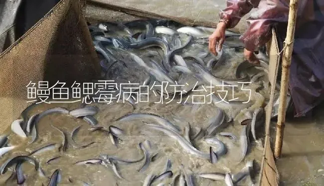 鳗鱼鳃霉病的防治技巧 | 淡水养殖