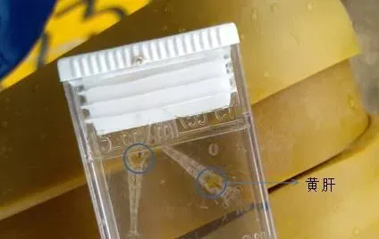有关于南美白对虾肝胰脏的最新详解
