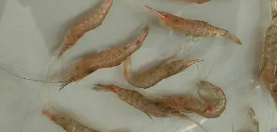 【技术分享】做好海水小白虾越冬期管理，把好最后一关