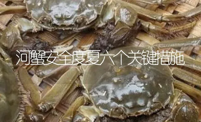 河蟹安全度夏六个关键措施 | 淡水养殖