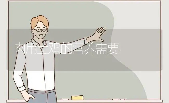 肉用土鸡的营养需要 | 家禽养殖