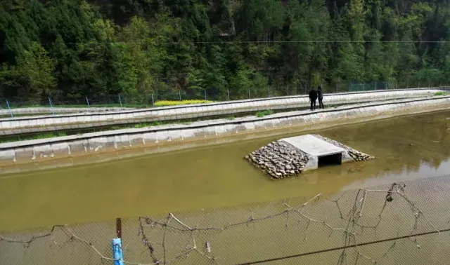 甲鱼与花鲢白鲢鲫鱼鲤鱼鲫仿野生高效套养技术介绍