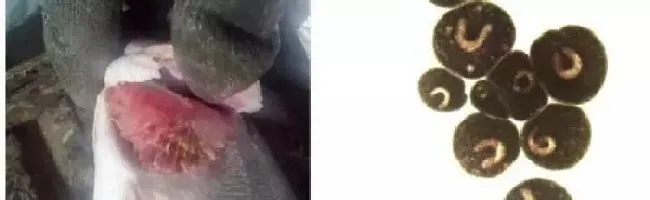 这几种鱼类常见寄生虫，你都了解了吗？