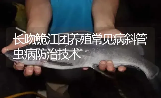 长吻鮠江团养殖常见病斜管虫病防治技术 | 淡水养殖