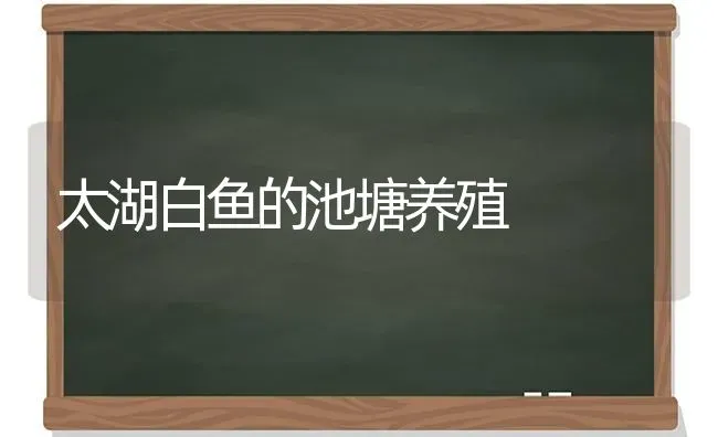 太湖白鱼的池塘养殖 | 淡水养殖