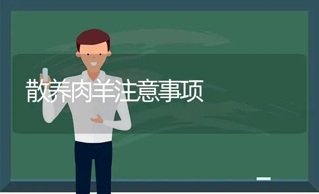 散养肉羊注意事项 | 家畜养殖