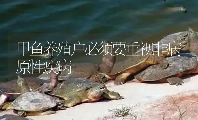 甲鱼养殖户必须要重视非病原性疾病 | 淡水养殖