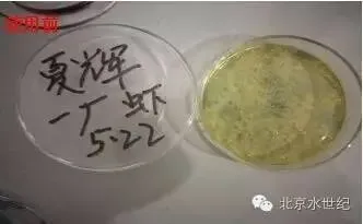 弧菌导致小龙虾活力不足案例