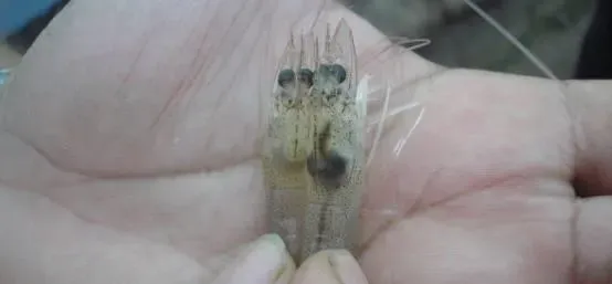 养殖南美白对虾到底有没有“转肝”的说法？