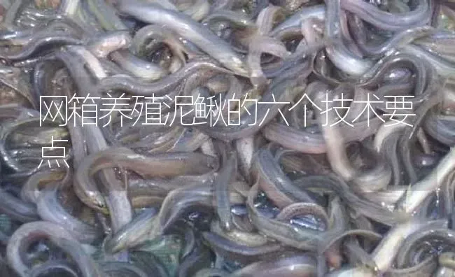 网箱养殖泥鳅的六个技术要点 | 淡水养殖