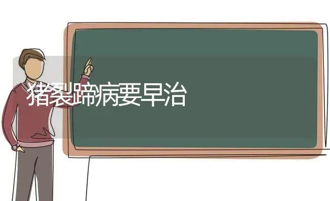 猪裂蹄病要早治 | 家畜养殖