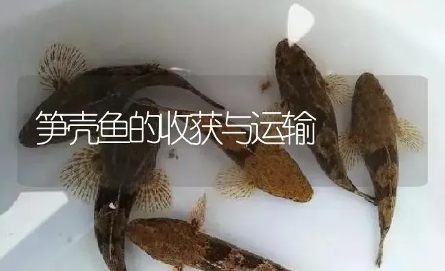 笋壳鱼的收获与运输 | 淡水养殖