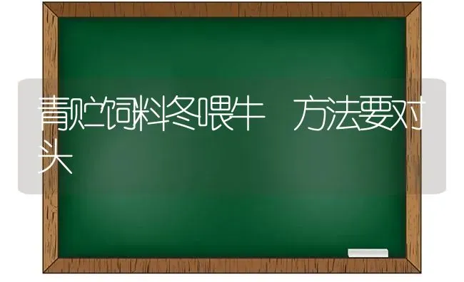 青贮饲料冬喂牛 方法要对头 | 动物养殖饲料