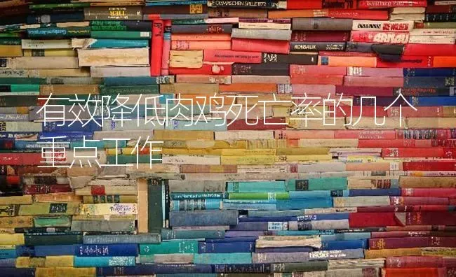 有效降低肉鸡死亡率的几个重点工作 | 家禽养殖