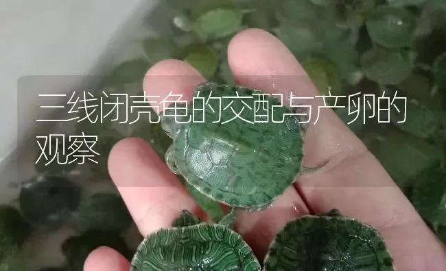 三线闭壳龟的交配与产卵的观察 | 淡水养殖