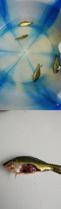 违规使用红霉素杀蓝藻致鲤鱼苗中毒死亡一例