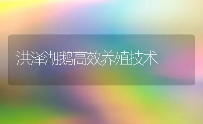 洪泽湖鹅高效养殖技术 | 家禽养殖