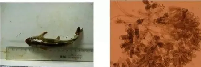 这几种鱼类常见寄生虫，你都了解了吗？